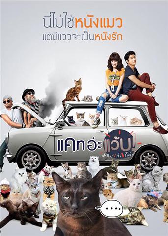 擅离职守的猫咪